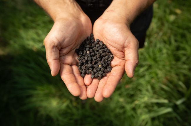 What is Regenerative Beauty?