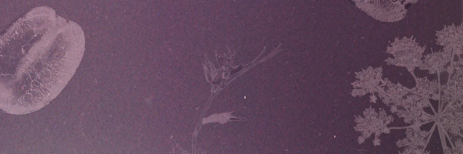 Biodiversity and regeneration