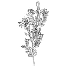 //uk.davines.com/cdn/shop/t/4/assets/davines-line-finest-pigment-deco-4.jpg?v=26652696539408005481603907972