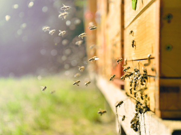 International Bee Day: Saves The Bees | Davines UK