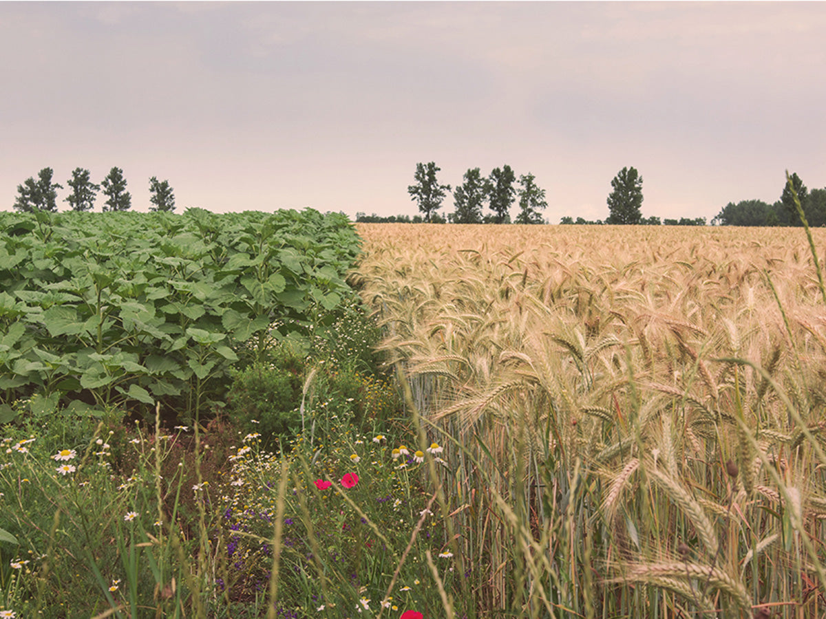 Exploring Regenerative Beauty with Davines
